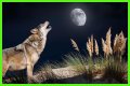 Howl at the moon